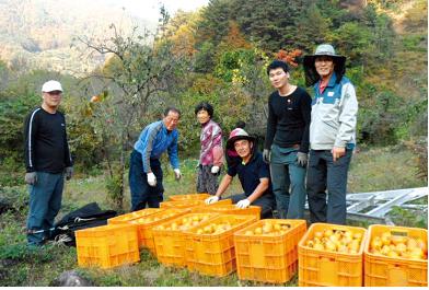 산천양수지점 - 발전소 인근마을 감 수확 봉사활동 시행  사진