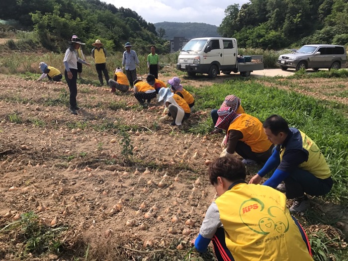 양파농가 일손 돕기 봉사활동 참여 사진